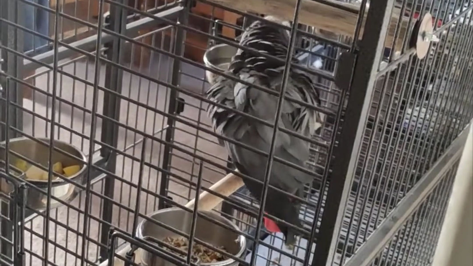 Charlie & Bob - African Grey Parrots, meeting for the 1st time!